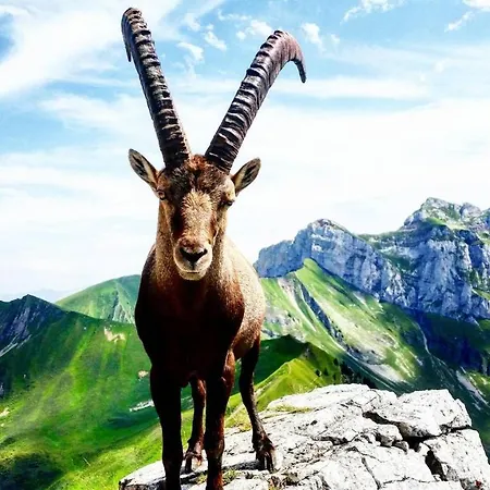 Le Ferraillon Hotel 3*